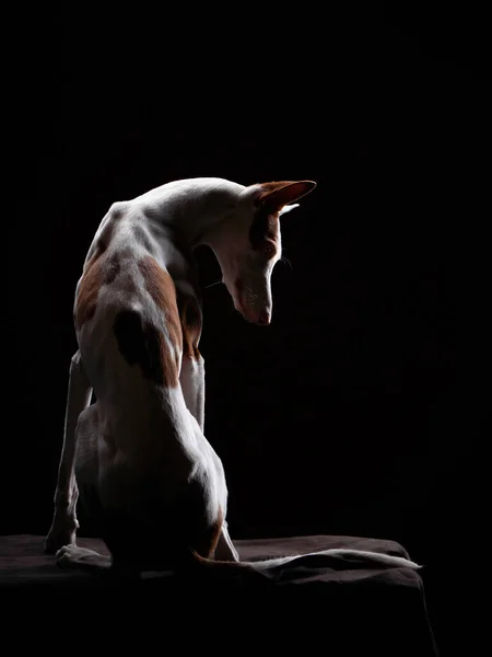 Dog on a black background in the studio. Slim spanish greyhound, podenko ibitsenko — Stock Photo, Image