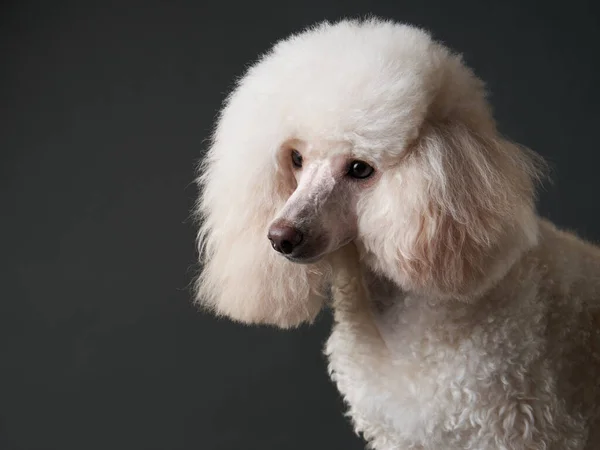 Portrait d'un petit caniche blanc. chien sur fond noir — Photo