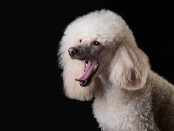 Retrato de um pequeno poodle branco. cão no fundo preto — Fotografia de Stock