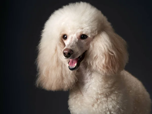 Retrato de um pequeno poodle branco. cão no fundo preto — Fotografia de Stock