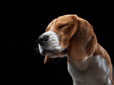 Karanlık arka planda bir portre. Komik Beagle. 