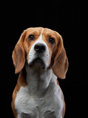Karanlık arka planda bir portre. Komik Beagle. 