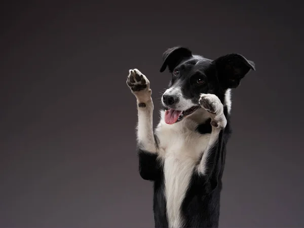 Funny dog. Happy Border Collie curve muzzle — Stock Photo, Image