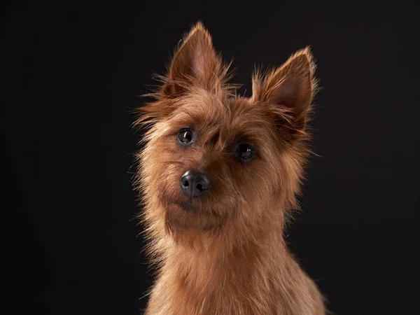 Funny red dog, portrait close-up. australian terrier on black background — Stock Photo, Image