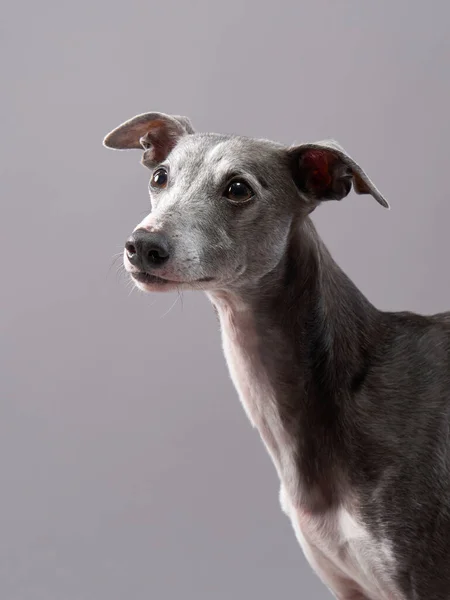 Retrato de um cão em um fundo cinza. chicote bonito em um estúdio de fotos — Fotografia de Stock