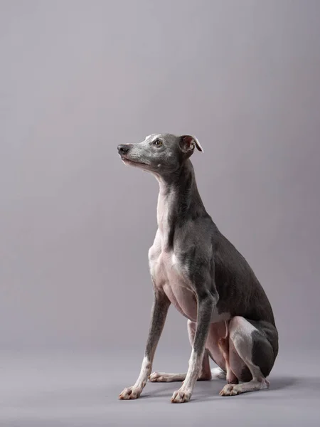 Retrato de un perro sobre un fondo gris. guapo whippet en un estudio de fotografía — Foto de Stock