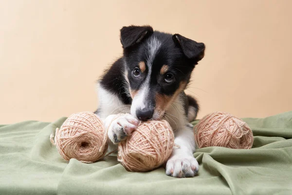 Köpek yavrusu Clew ile oynuyor. Köpek çoban köpeği. — Stok fotoğraf