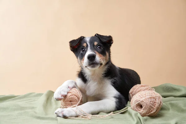 Puppy spelen met een clew. Hondengrens Collie — Stockfoto