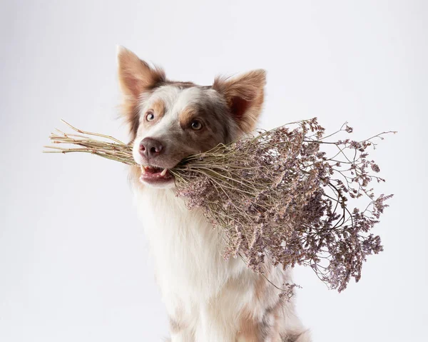 Drôle de chien. Happy Border Collie courbe muselière — Photo