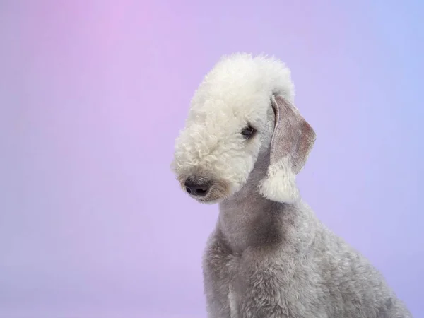 Fehér Bedlington Terrier Bájos Kisállat Stúdióban Színes Háttér Kutya Vicces — Stock Fotó