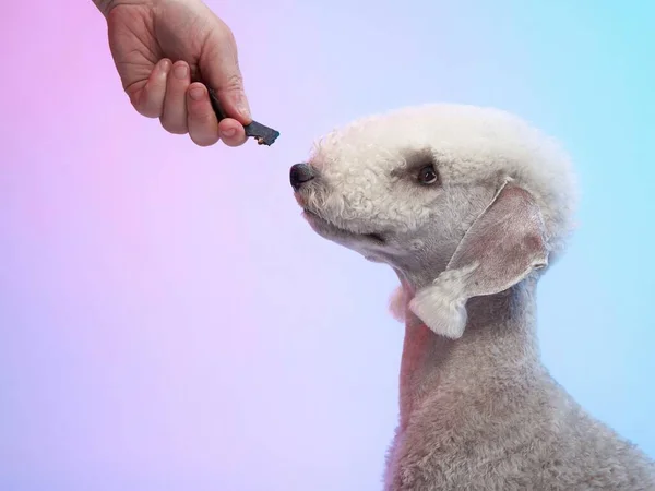 Terrier Bedlington Blanc Charmant Animal Compagnie Studio Sur Fond Couleur — Photo