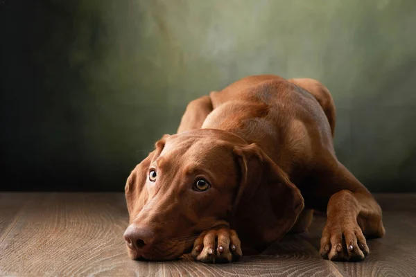 Een hond op een geweven canvas achtergrond in een fotostudio. — Stockfoto