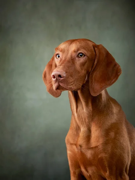 사진관에 있는 질감있는 캔버스 배경에 있는 개. — 스톡 사진