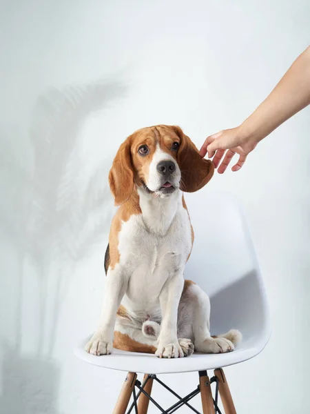 The dog is sitting on a chair. Beagle at home — Stock Photo, Image