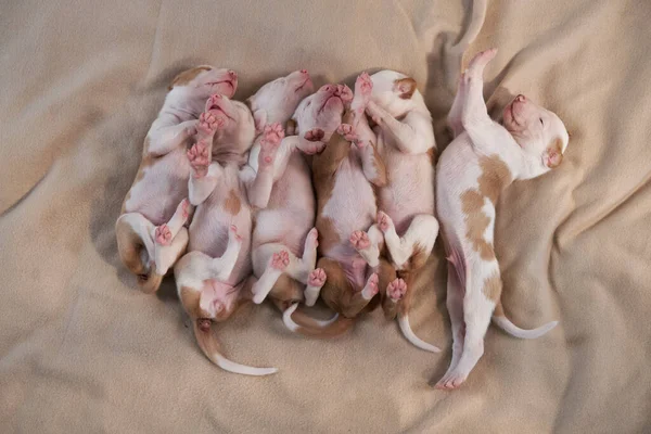 Cachorros recién nacidos en la decoración. perro galgo español. — Foto de Stock