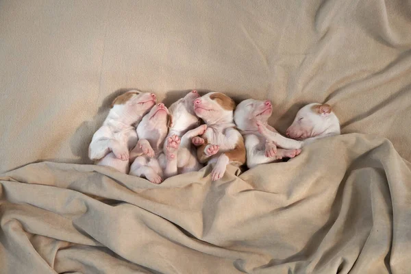 Newborn puppies in the decor. dog Spanish greyhound. — Stock Photo, Image