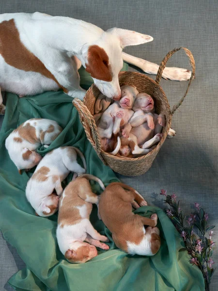 Nyfödda valpar i inredningen. hund spanska greyhound. — Stockfoto
