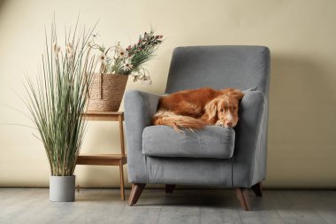 Sandalyedeki köpek. Nova Scotia Ördek Avcısı stüdyoda.. 