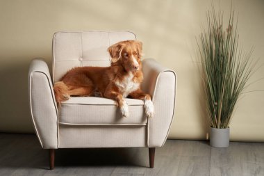 Sandalyedeki köpek. Nova Scotia Ördek Avcısı stüdyoda.. 