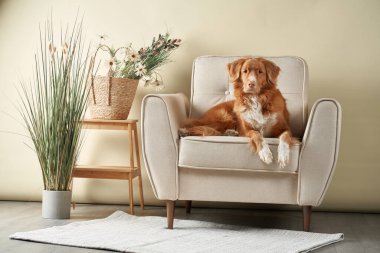 Sandalyedeki köpek. Nova Scotia Ördek Avcısı stüdyoda.. 