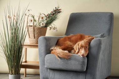 Sandalyedeki köpek. Nova Scotia Ördek Avcısı stüdyoda.. 