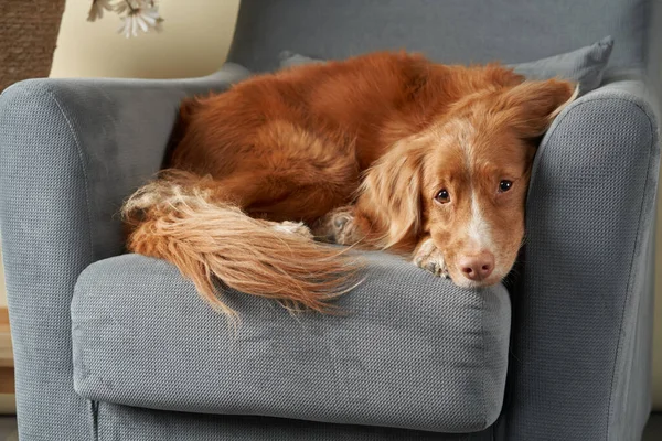 Cane su una sedia. nova Scotia anatra tolling retriever in studio. — Foto Stock