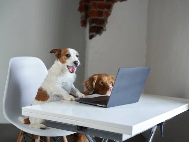Dizüstü bilgisayarın arkasında iki köpek. Nova Scotia Duck Tolling Retriever ve Jack Russell Terrier 
