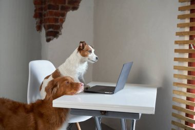 Dizüstü bilgisayarın arkasında iki köpek. Nova Scotia Duck Tolling Retriever ve Jack Russell Terrier 