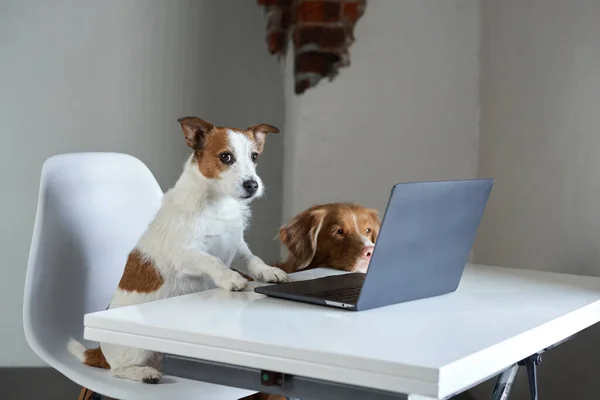 two dogs behind a laptop. Nova Scotia Duck Tolling Retriever and Jack Russell Terrier
