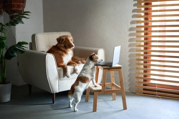 Két kutya egy laptop mögött. Új-Skócia Duck Tolling retriever és Jack Russell Terrier — Stock Fotó