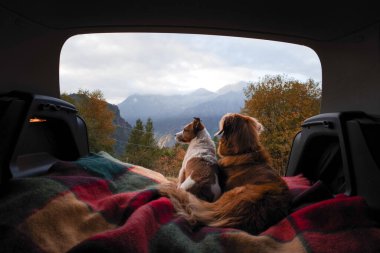 Bagajda iki köpek var. Evcil hayvanlar. Jack Russell Terrier ve Nova Scotia Duck Retriever. Hayvanlarla seyahat.