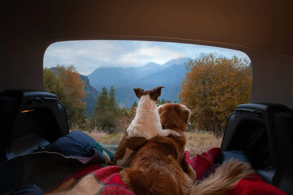 Dwa psy w samochodzie w bagażniku. Zwierzęta w podróży. Jack Russell Terrier i Nova Scotia Duck Retriever. Podróżowanie ze zwierzętami — Zdjęcie stockowe