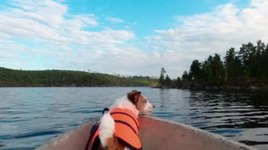 Teknedeki komik köpek. Jack Russell Teriyeri