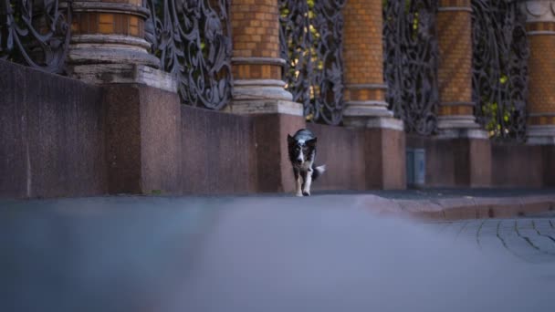Dog in the city. Marble border collie on the asphalt — Stock Video