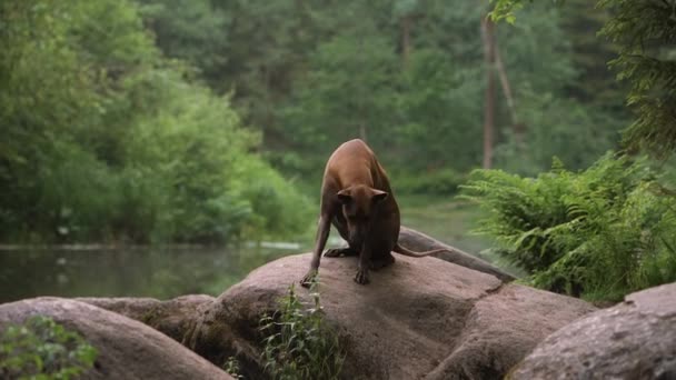 Тайский пес Риджбэк сидит на камне в воде — стоковое видео