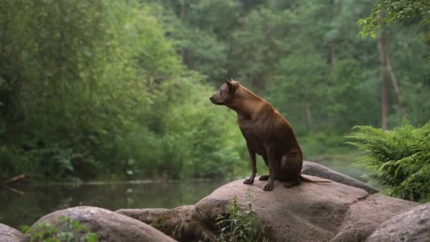 Thai Ridgeback Hund sitzt auf einem Stein im Wasser — Stockvideo