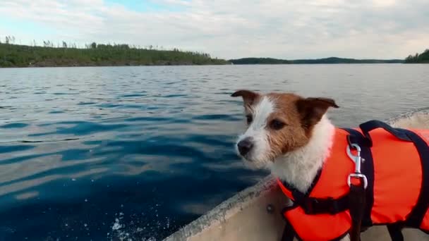 Un perro gracioso en el barco. Jack Russell Terrier — Vídeo de stock