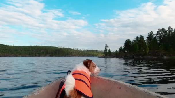ボートの中の面白い犬。ジャック・ラッセル・テリア — ストック動画