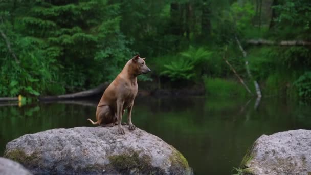 Thai Ridgeback köpeği suda bir taşın üzerinde oturuyor. — Stok video