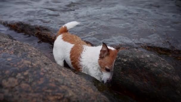 Um cão a cavar um buraco. Jack Russell terrier cava o chão — Vídeo de Stock