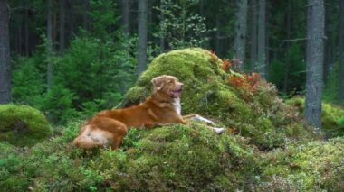 Ormandaki kırmızı köpek. Doğadaki Nova Scotia Duck Tolling Retriever. Evcil bir hayvanla yürü