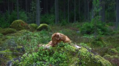 Ormandaki kırmızı köpek. Doğadaki Nova Scotia Duck Tolling Retriever. Evcil bir hayvanla yürü