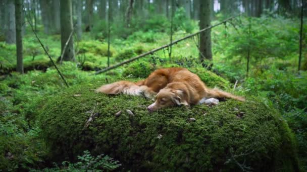 Κόκκινο σκυλί στο δάσος. Νέα Σκωτία Duck Tolling Retriever στη φύση. Περπατήστε με ένα κατοικίδιο ζώο — Αρχείο Βίντεο