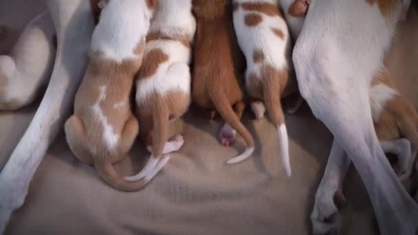 Νεογέννητα κουτάβια στο ντεκόρ. σκύλος Ισπανικό λαγωνικό. — Αρχείο Βίντεο