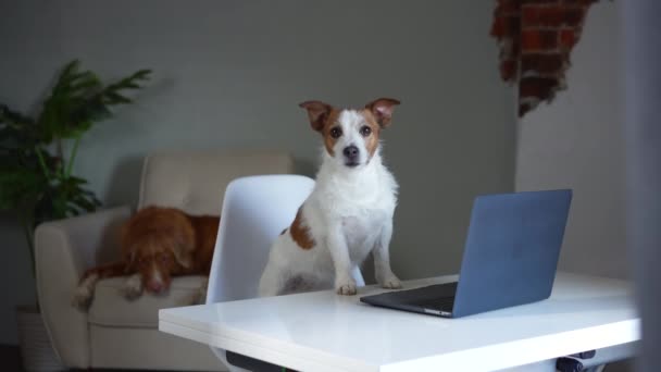 Dizüstü bilgisayarın arkasındaki köpek. Jack Russell Terrier hafif bir ofiste — Stok video