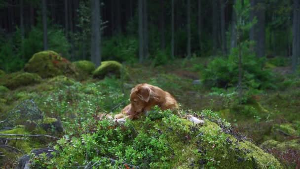 Ormandaki kırmızı köpek. Doğadaki Nova Scotia Duck Tolling Retriever. Evcil bir hayvanla yürü — Stok video