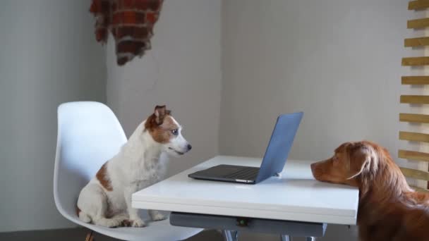Dizüstü bilgisayarın arkasında iki köpek. Nova Scotia Duck Tolling Retriever ve Jack Russell Terrier — Stok video