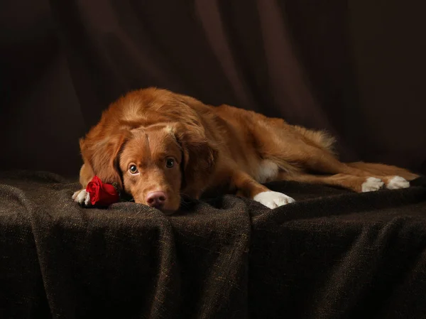 Il cane. Nova Scotia Duck Tolling Retriever, naso rosa — Foto Stock