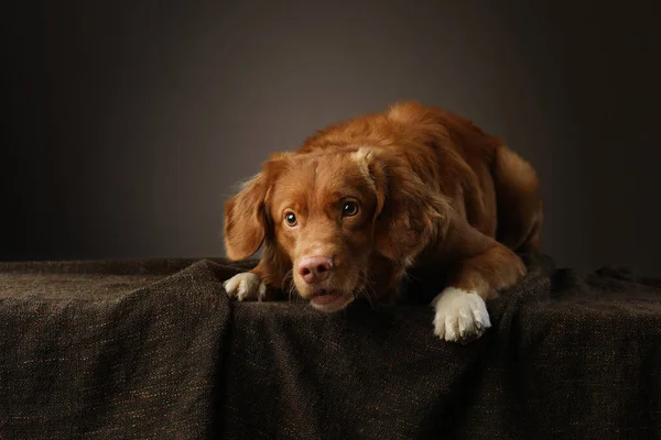 Le chien. Nouvelle-Écosse Duck Tolling Retriever, nez rose — Photo