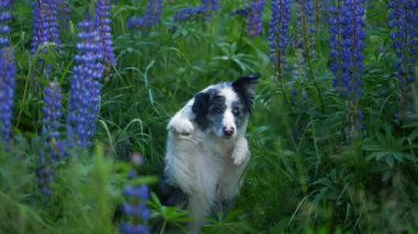 Çiçekli köpek patisini sallıyor. Aktif evcil hayvan numarayı yapıyor. Mermer kenarlı çoban köpeği